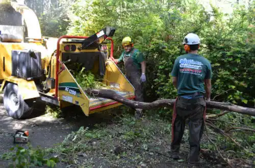 tree services Treasure Island